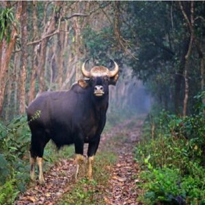 Explore the wildlife – Jaldapara National Park