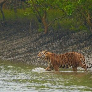 Sundarban National Park
